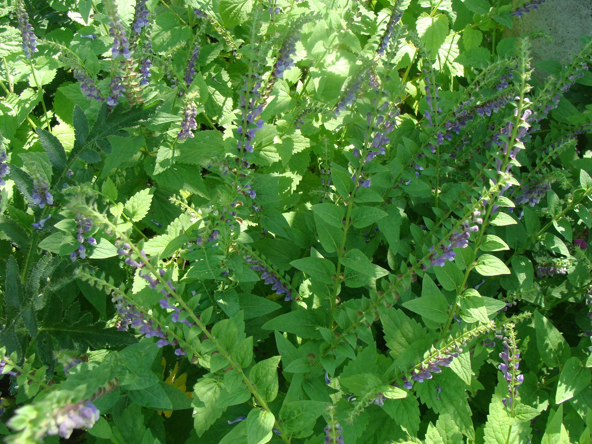 Plant-A-Day 2020 (Day 103) Scutellaria altissima | Garden ESCAPADES