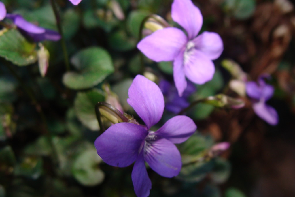 Viola Rivinia Plant-A-Day 2020 (Day 77) Viola riviniana Purpurea Group | Garden ESCAPADES