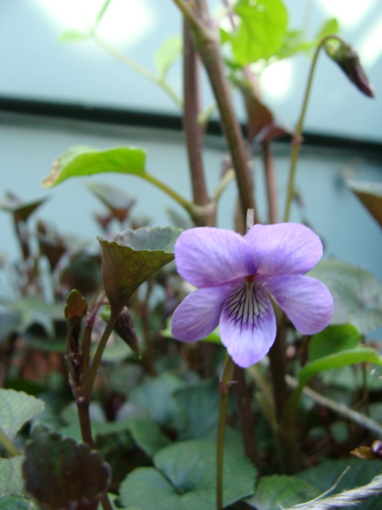 Viola Riviniana Rhs Plant-A-Day 2020 (Day 77) Viola riviniana Purpurea Group | Garden ESCAPADES