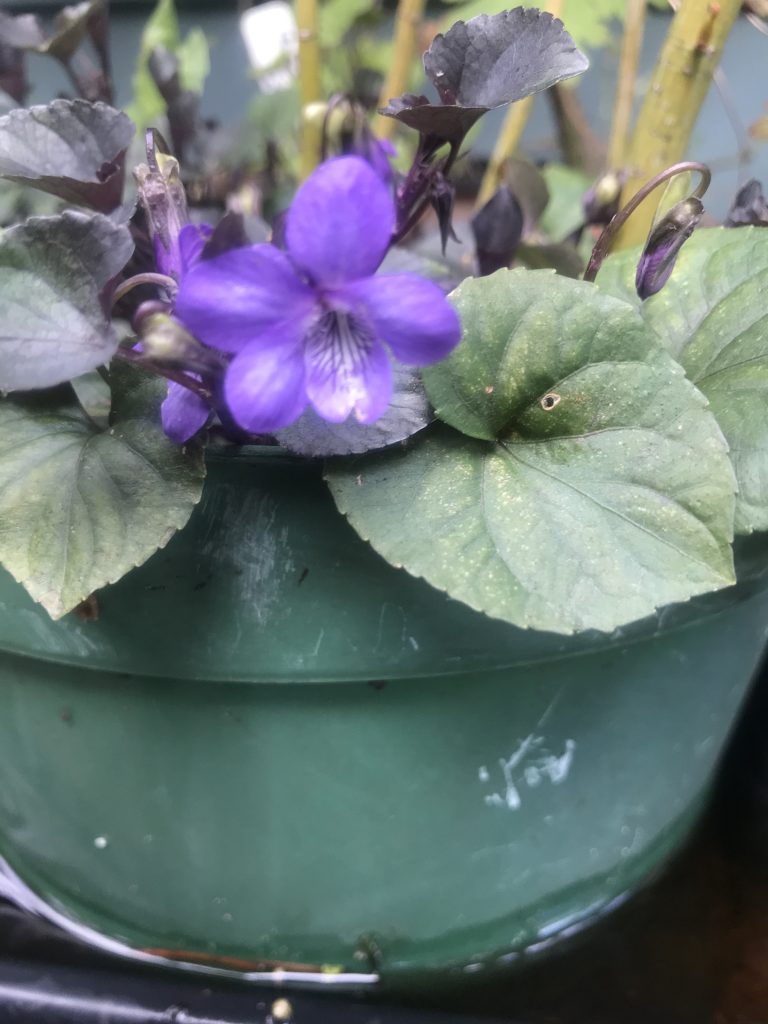 Viola Rivinia Plant-A-Day 2020 (Day 77) Viola riviniana Purpurea Group | Garden ESCAPADES